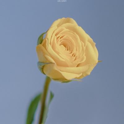 刘晓庆发文:这么想我死啊,本是同根生,相煎何太急